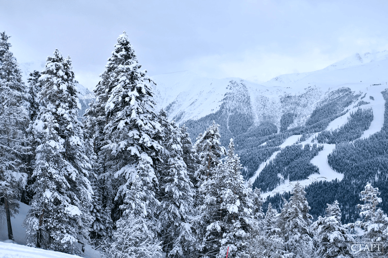 Зимний лес 1