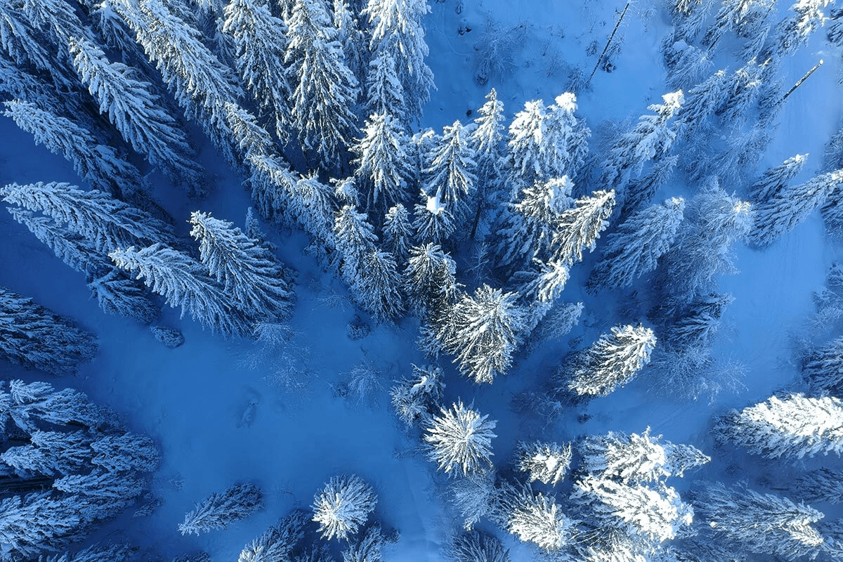 Зимний лес 4