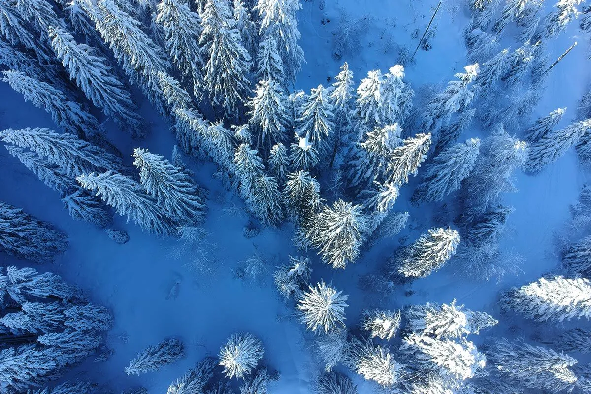 Winter forest of Arkhyz — Route photo 4