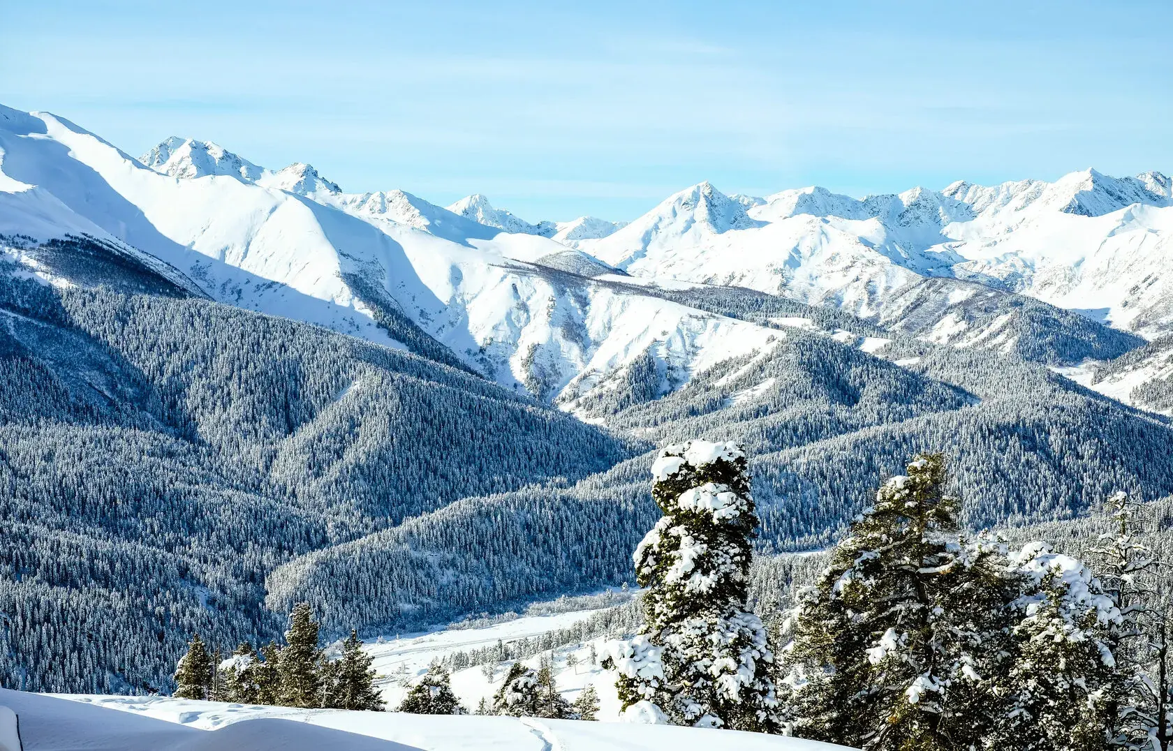 Winter forest reviews 1